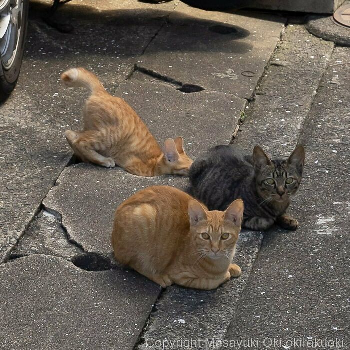 40 personalidades únicas de gatos de rua capturadas por este fotógrafo japonês 30