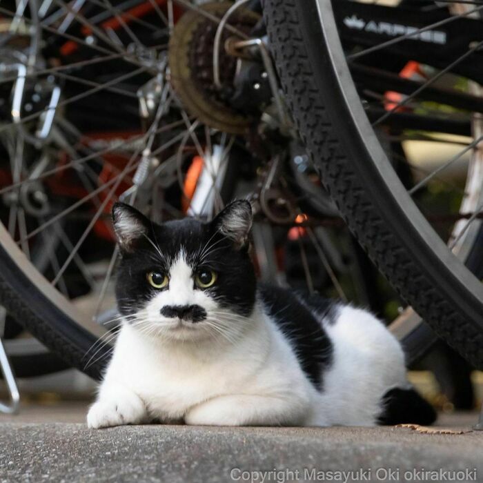 40 personalidades únicas de gatos de rua capturadas por este fotógrafo japonês 31