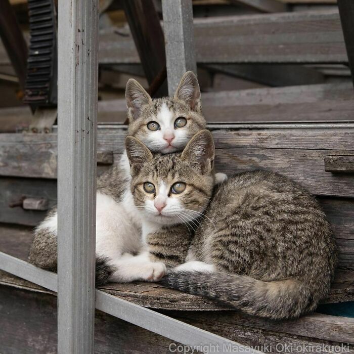 40 personalidades únicas de gatos de rua capturadas por este fotógrafo japonês 35