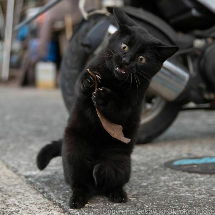 40 personalidades únicas de gatos de rua capturadas por este fotógrafo japonês 36