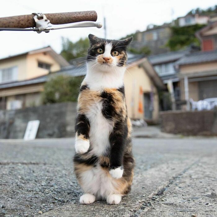 40 personalidades únicas de gatos de rua capturadas por este fotógrafo japonês 37