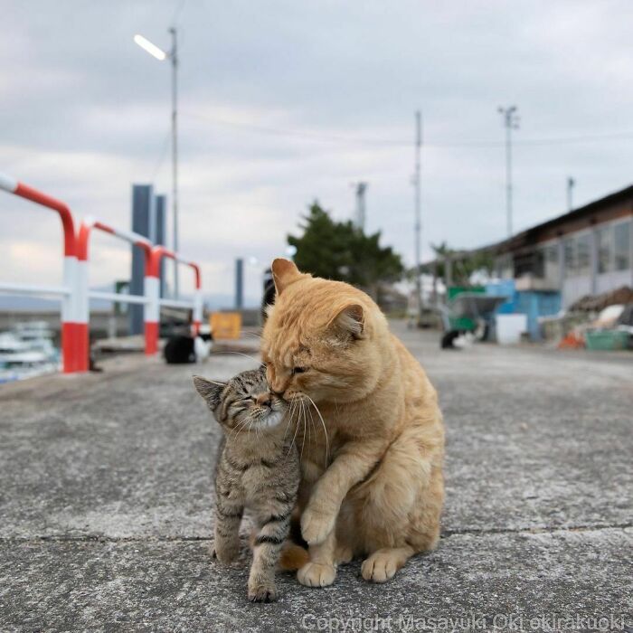 40 personalidades únicas de gatos de rua capturadas por este fotógrafo japonês 38