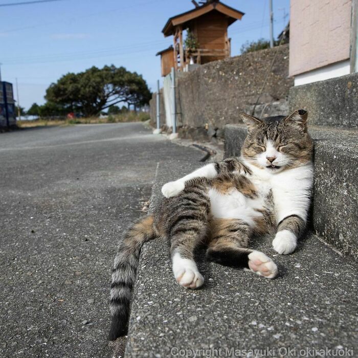 40 personalidades únicas de gatos de rua capturadas por este fotógrafo japonês 39