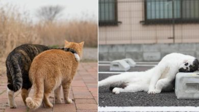 40 personalidades únicas de gatos de rua capturadas por este fotógrafo japonês 23