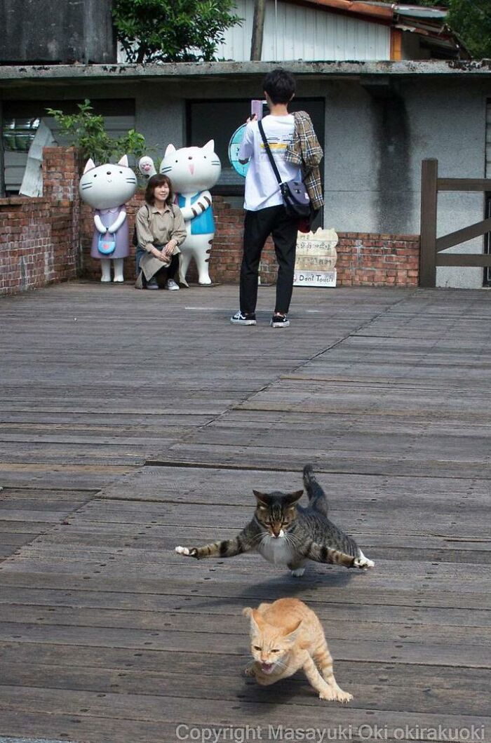 40 personalidades únicas de gatos de rua capturadas por este fotógrafo japonês 40