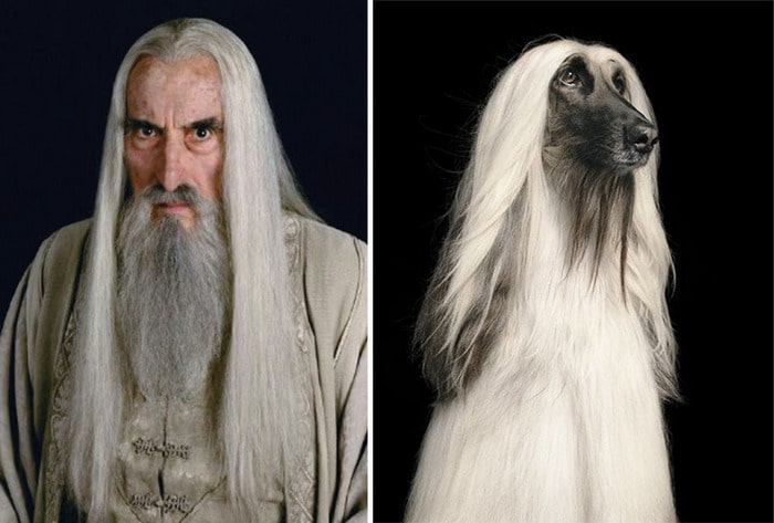 E se os personagens do filme Senhor dos anéis fosse todos cães? 2