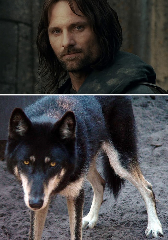 E se os personagens do filme Senhor dos anéis fosse todos cães? 5