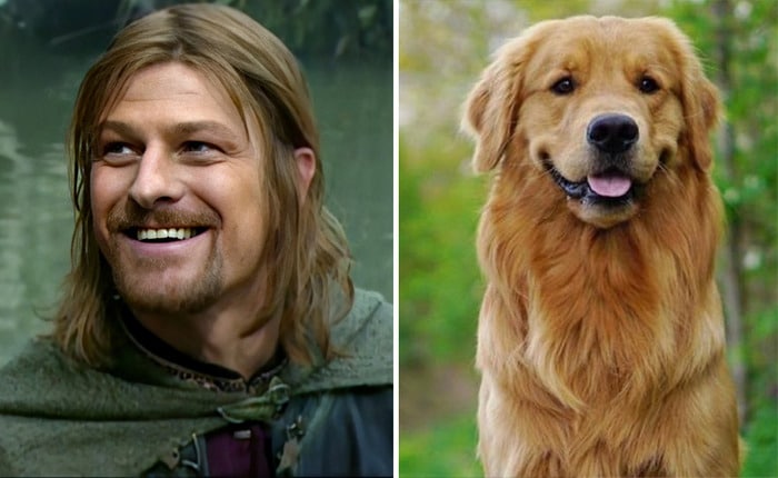 E se os personagens do filme Senhor dos anéis fosse todos cães? 8