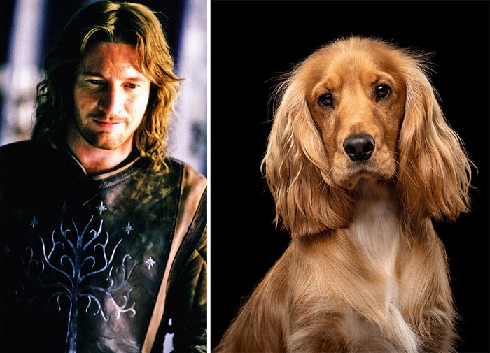 E se os personagens do filme Senhor dos anéis fosse todos cães? 10