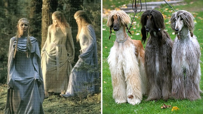 E se os personagens do filme Senhor dos anéis fosse todos cães? 12
