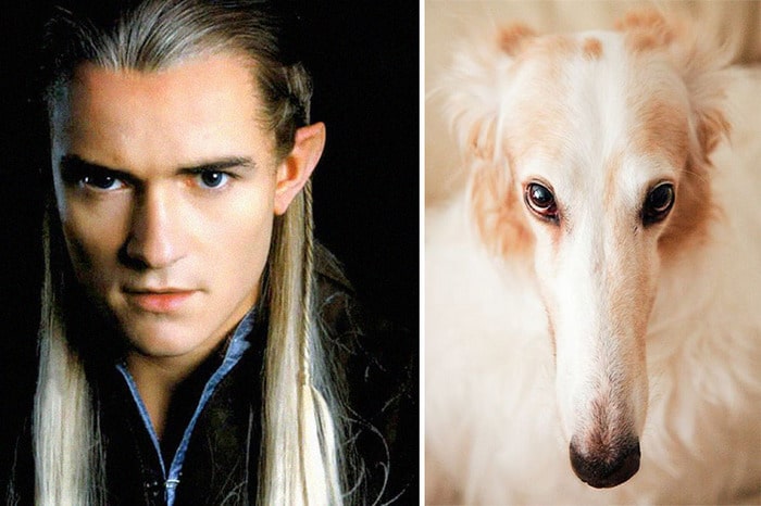 E se os personagens do filme Senhor dos anéis fosse todos cães? 13