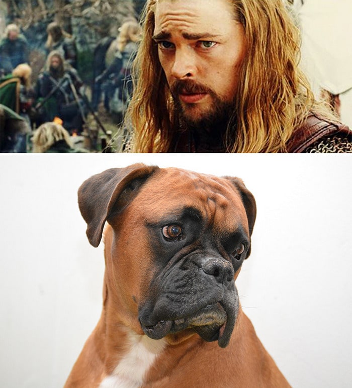 E se os personagens do filme Senhor dos anéis fosse todos cães? 14