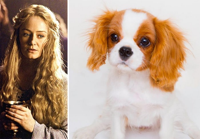 E se os personagens do filme Senhor dos anéis fosse todos cães? 16