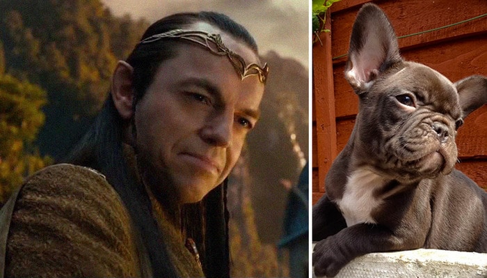E se os personagens do filme Senhor dos anéis fosse todos cães? 17
