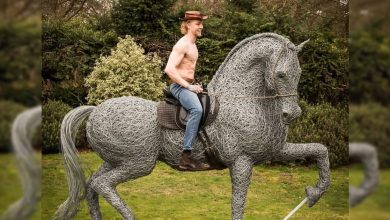 Este artista de Norfolk faz esculturas de animais incríveis com arame 20