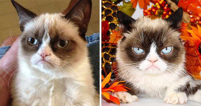 22 fotos de antes e agora que mostram como os memes famosos mudaram 17