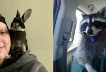 As pessoas postam fotos de gatos nos ombros e agora os proprietários de outros animais de estimação aderiram à tendência 7