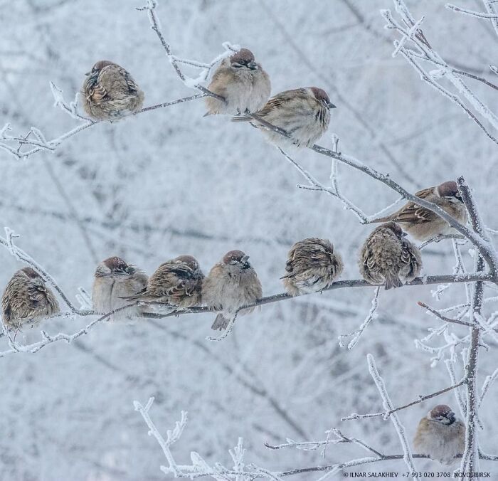 30 fotos que mostram o quão insuportável está o frio na Rússia agora 12