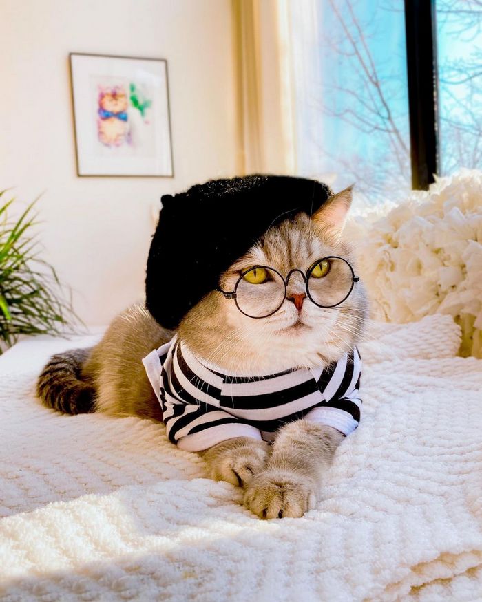 O gatinho abandonado que virou influencer de moda após ganhar um lar 2