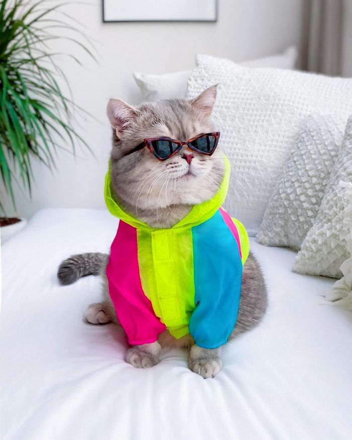 O gatinho abandonado que virou influencer de moda após ganhar um lar 3