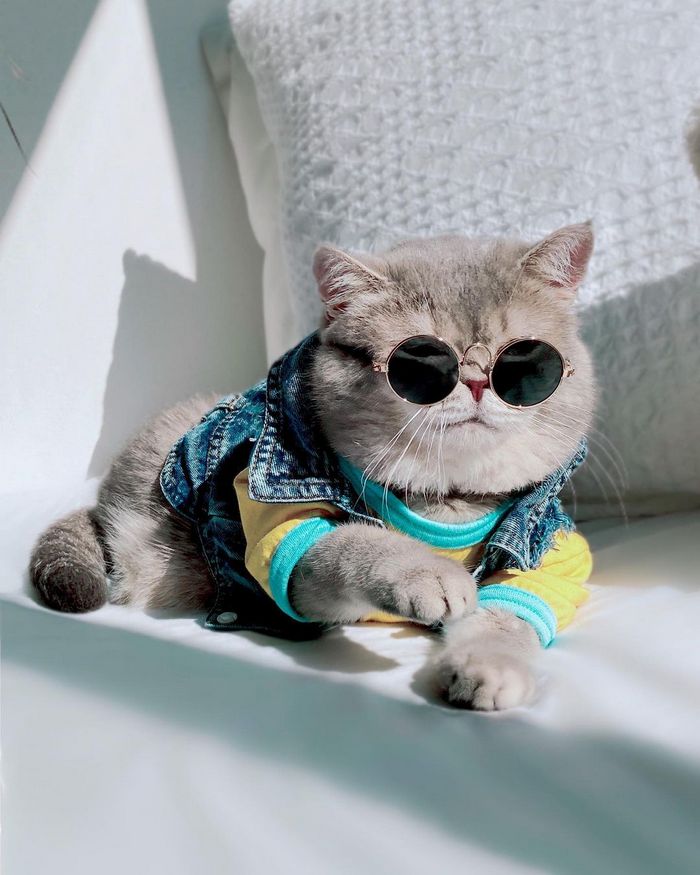 O gatinho abandonado que virou influencer de moda após ganhar um lar 14