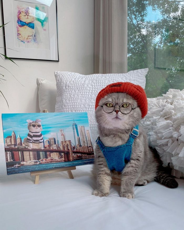 O gatinho abandonado que virou influencer de moda após ganhar um lar 15