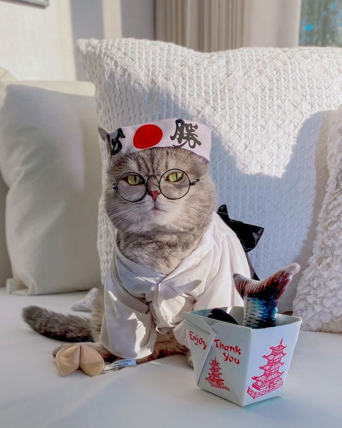 O gatinho abandonado que virou influencer de moda após ganhar um lar 16