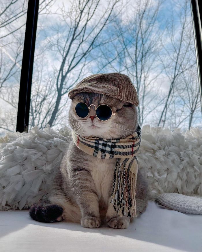 O gatinho abandonado que virou influencer de moda após ganhar um lar 22