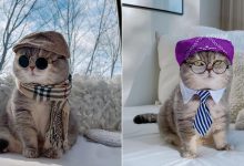 O gatinho abandonado que virou influencer de moda após ganhar um lar 11