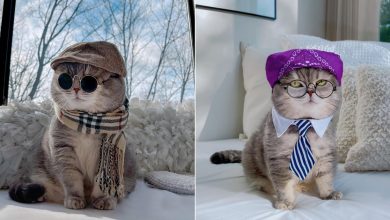 O gatinho abandonado que virou influencer de moda após ganhar um lar 7