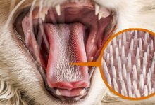 Por que a língua do gato é áspera? 7