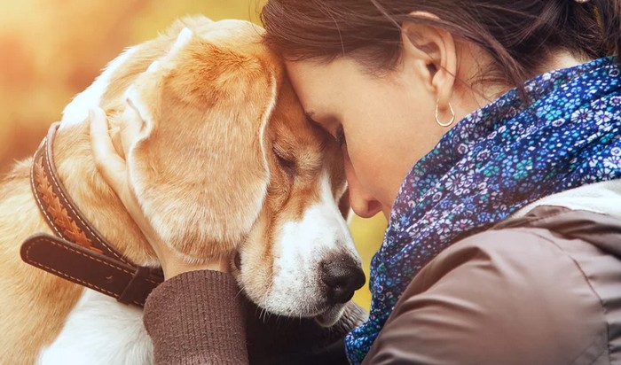A ciência comprova que os cachorros conseguem entender emoções de seus donos 2