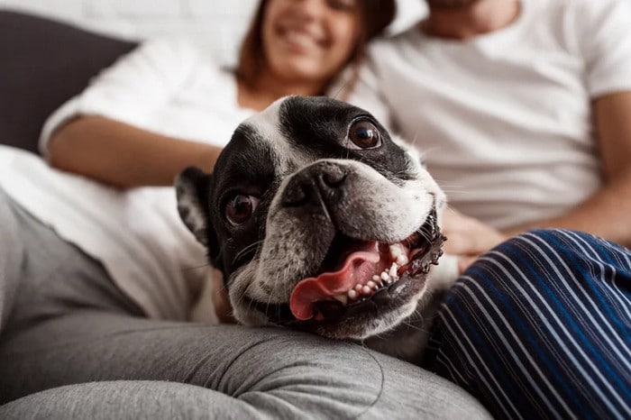 A ciência comprova que os cachorros conseguem entender emoções de seus donos 5