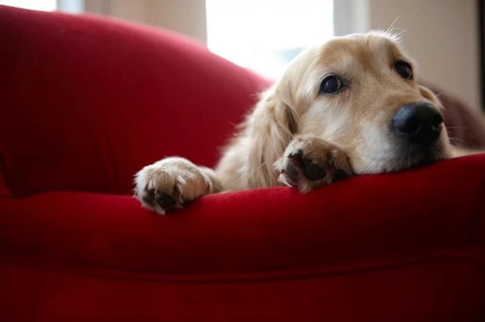 A ciência comprova que os cachorros conseguem entender emoções de seus donos 6