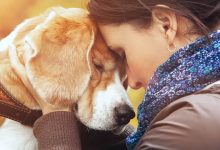 A ciência comprova que os cachorros conseguem entender emoções de seus donos 13