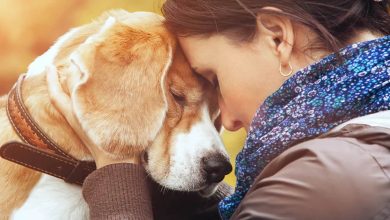 A ciência comprova que os cachorros conseguem entender emoções de seus donos 13
