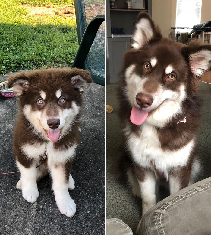 40 adoráveis ​​cães antes e depois de crescer 2