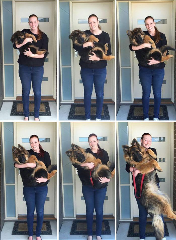 40 adoráveis ​​cães antes e depois de crescer 4