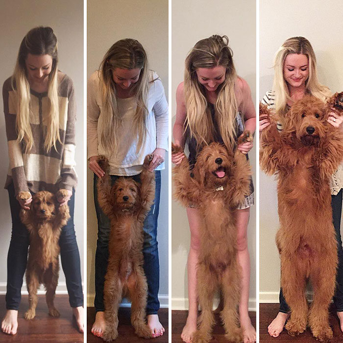 40 adoráveis ​​cães antes e depois de crescer 10