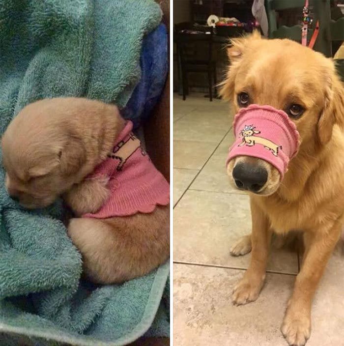 40 adoráveis ​​cães antes e depois de crescer 11