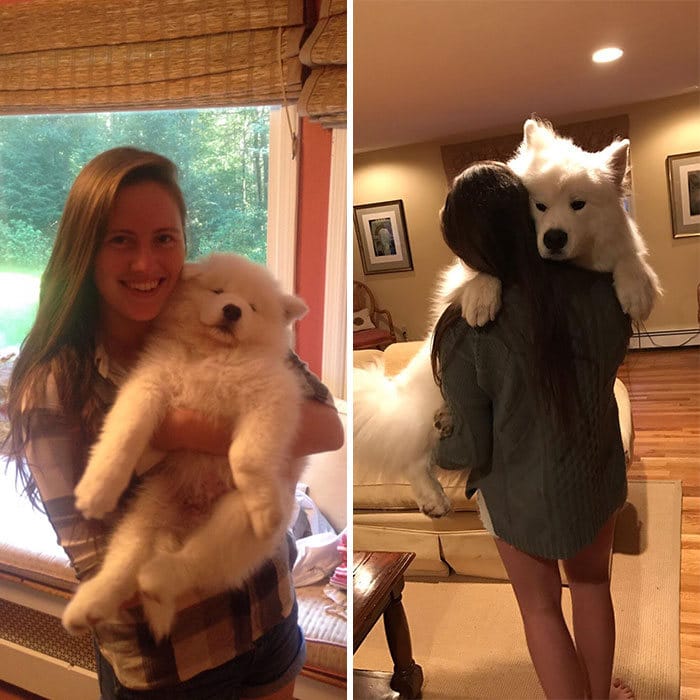 40 adoráveis ​​cães antes e depois de crescer 12