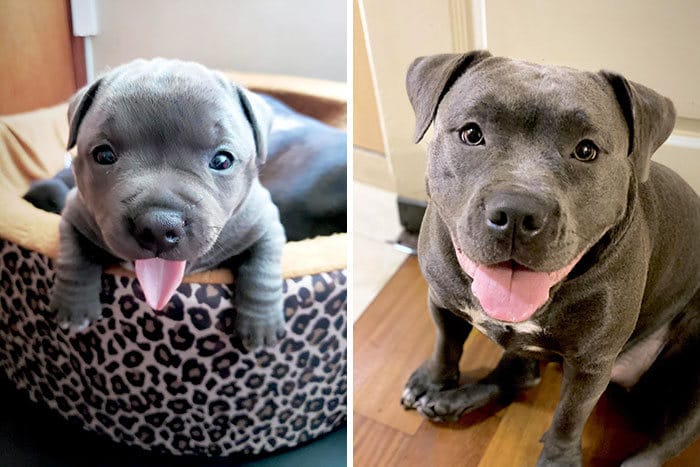 40 adoráveis ​​cães antes e depois de crescer 13