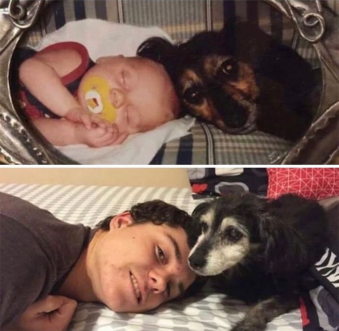 40 adoráveis ​​cães antes e depois de crescer 14