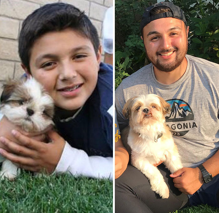 40 adoráveis ​​cães antes e depois de crescer 15