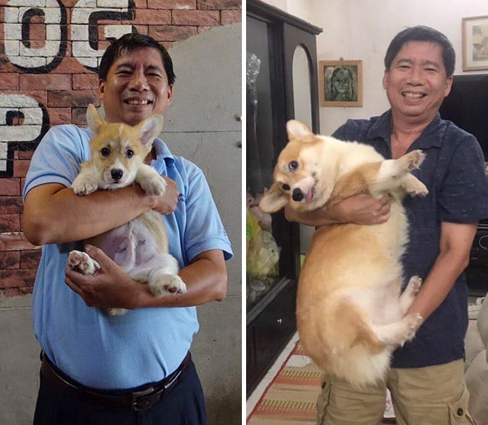 40 adoráveis ​​cães antes e depois de crescer 16