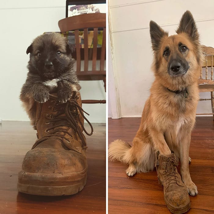40 adoráveis ​​cães antes e depois de crescer 18