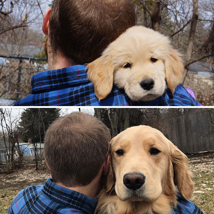 40 adoráveis ​​cães antes e depois de crescer 20