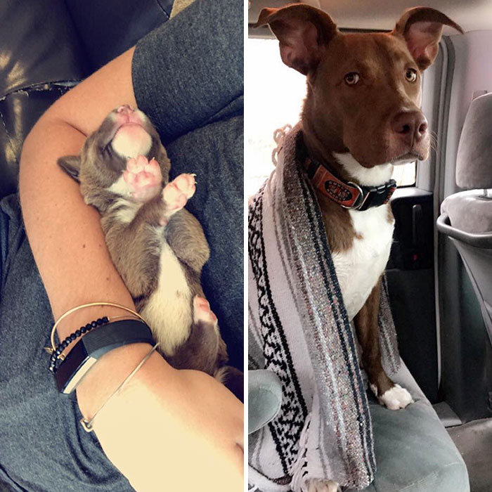 40 adoráveis ​​cães antes e depois de crescer 21