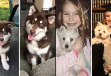 40 adoráveis ​​cães antes e depois de crescer 18