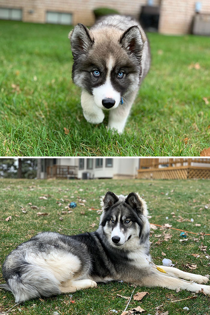 40 adoráveis ​​cães antes e depois de crescer 23
